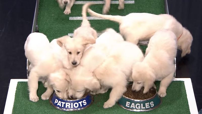 jimmy fallon puppy bowl