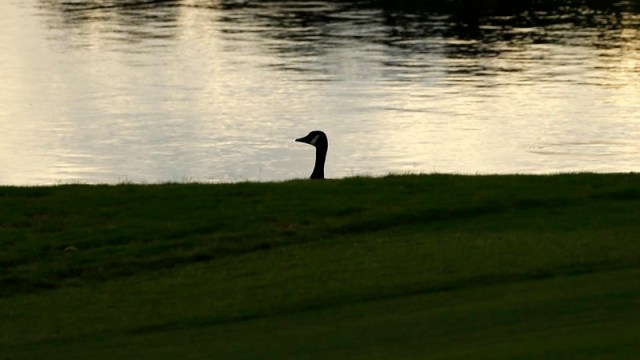 Goose at a golf course
