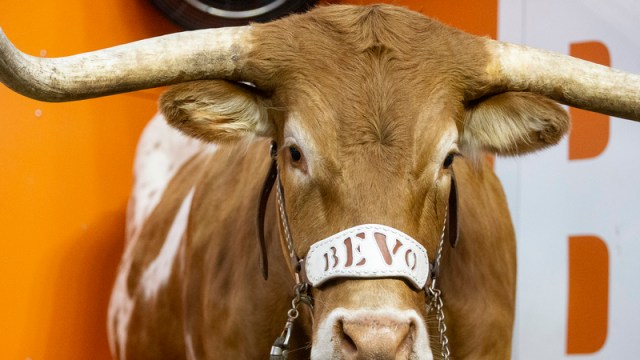 Texas mascot Bevo