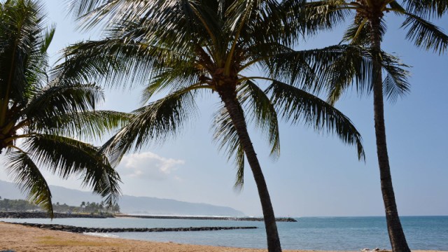 General view of palm trees at Haleiwa Beach Park