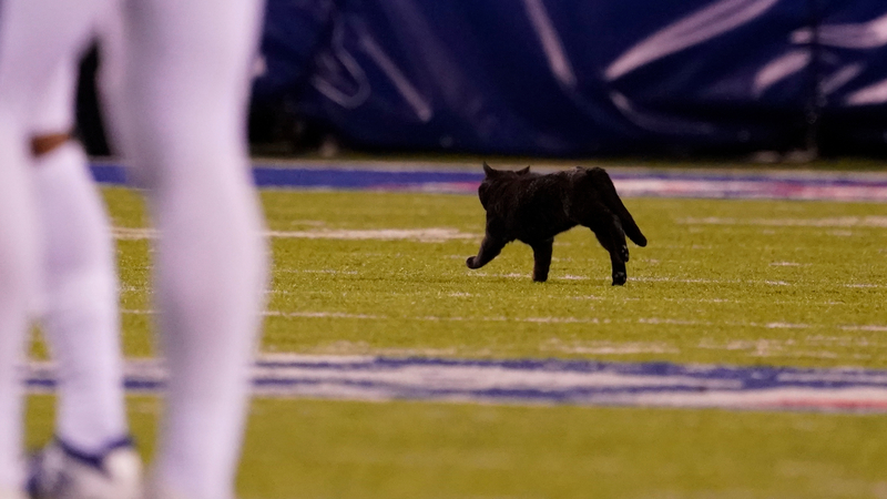 Memes celebrate a black cat during Giants' loss to Cowboys