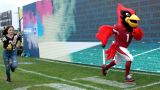 Arizona Cardinals mascot Big Red
