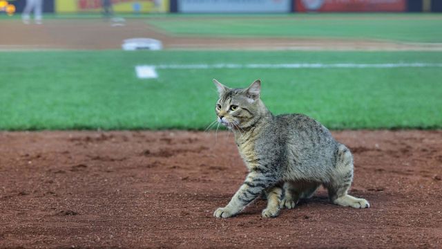 New York Yankees Cat